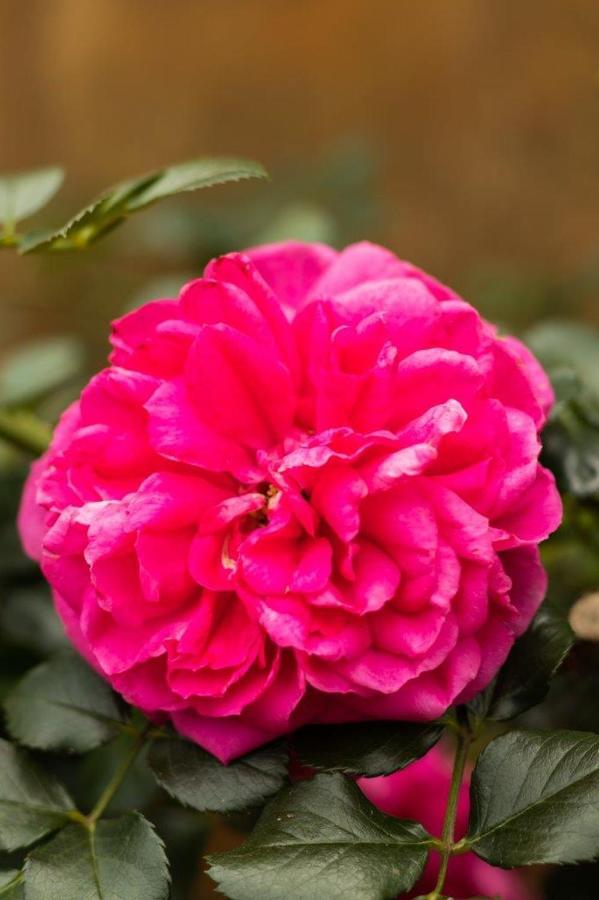 La Casa Nostra Villa Rose Garden Bella ヒルクレスト エクステリア 写真